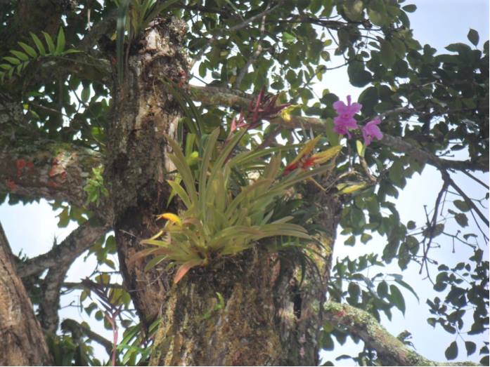 EN ALEJANDR�A FLORECEN LAS ORQU�DEAS